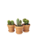 3 små kaktusar