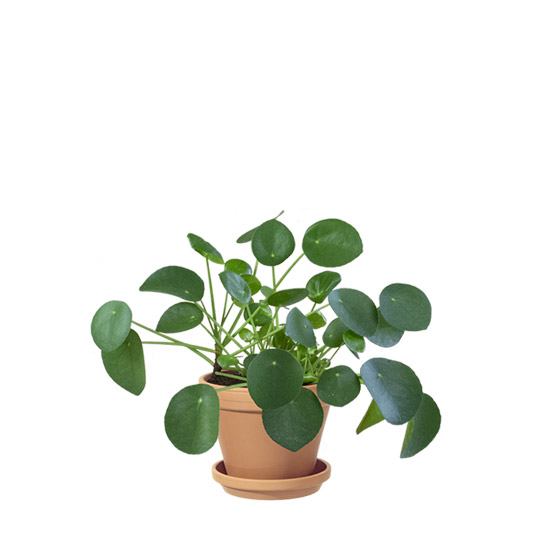interflora.se | Elefanöra I Kruka