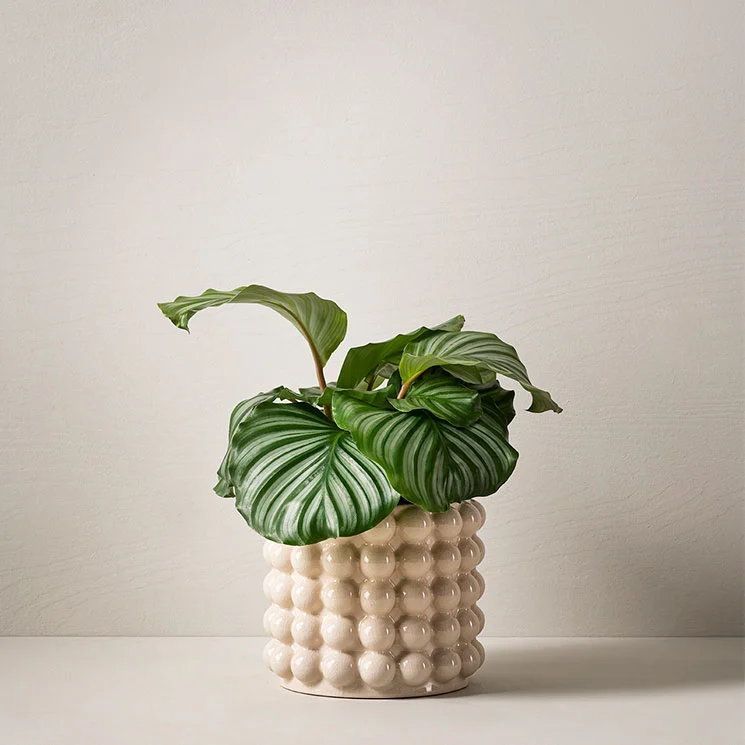Rundcalathea