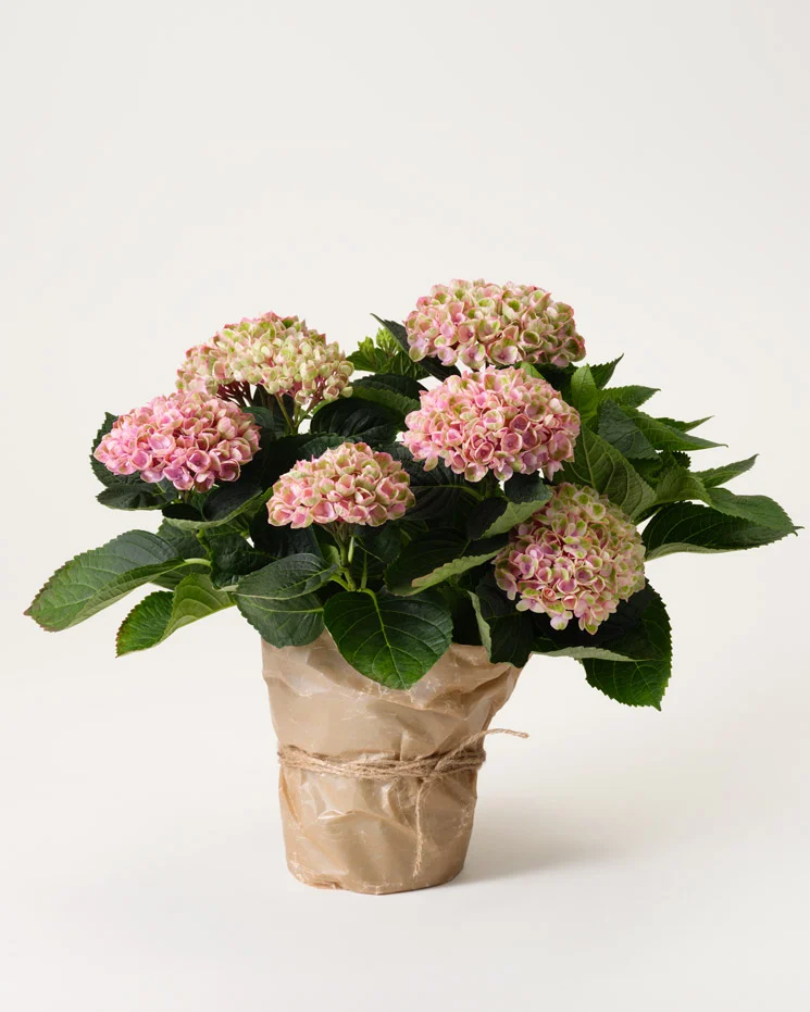 Rosa hortensia i vaxat papper