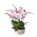 Krukväxt - rosa orkidé, plantering - Interflora