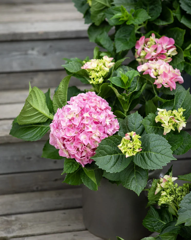 Rosa hortensia i vaxat papper