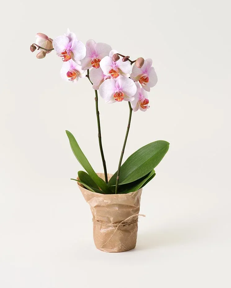 Ljusrosa orkidé
