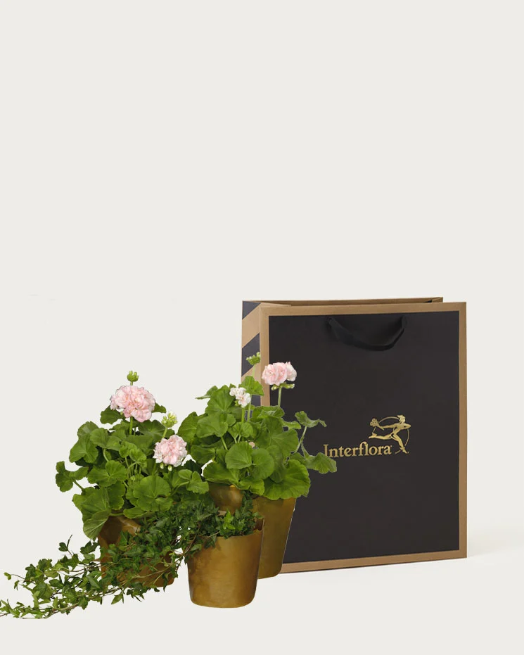 Rosa pelargonkassen