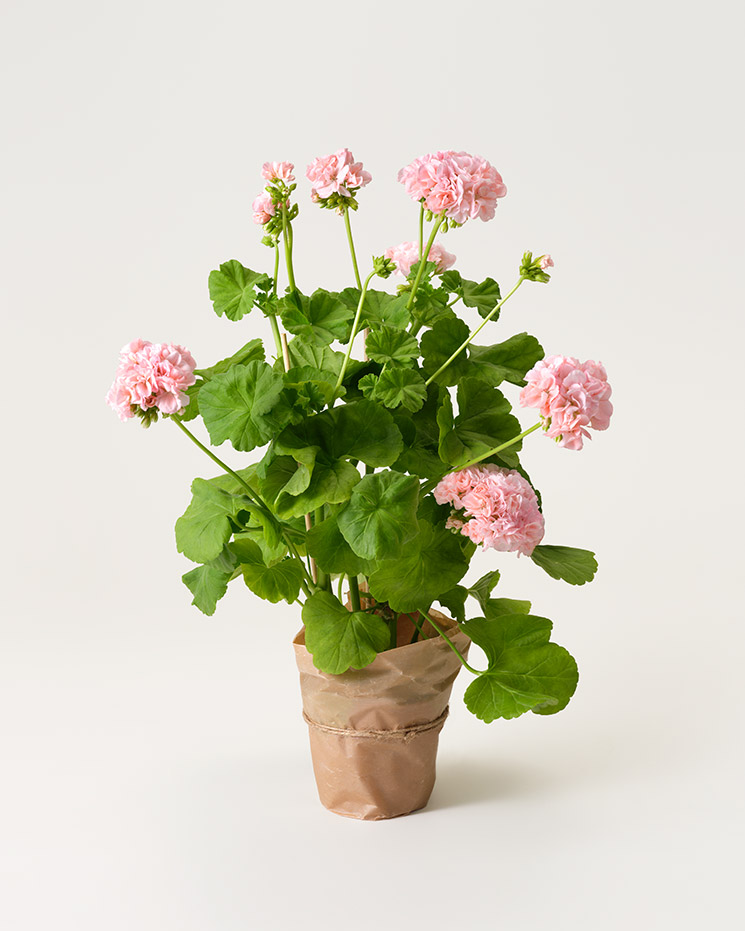Rosa pelargon