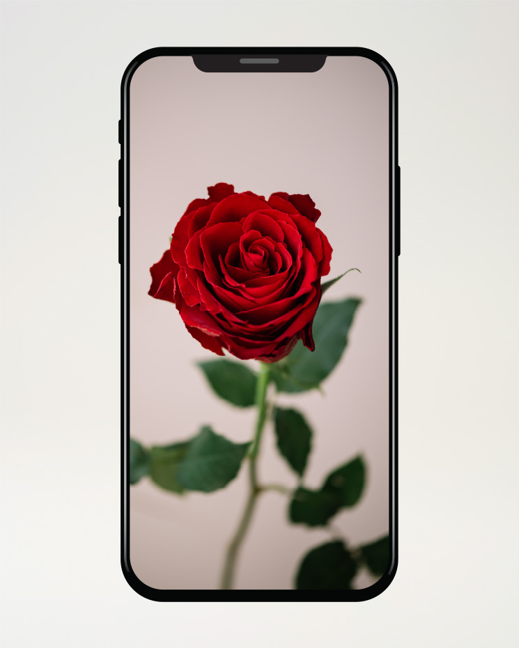 Röd ros - sms:a en röd ros till din vän! Ett alternativ hos Interflora.