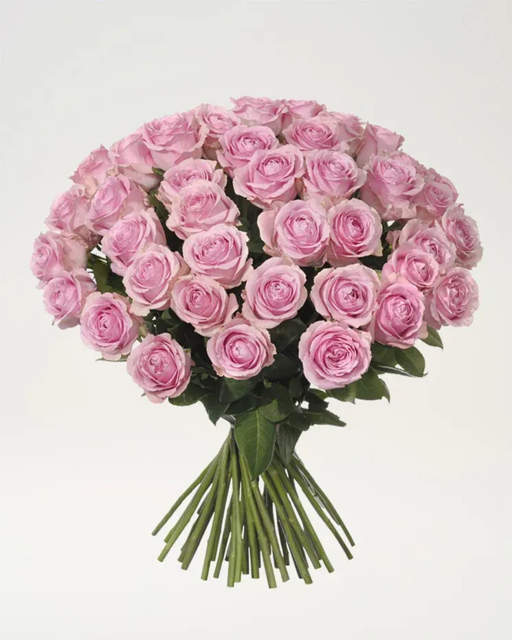 50 rosa rosor