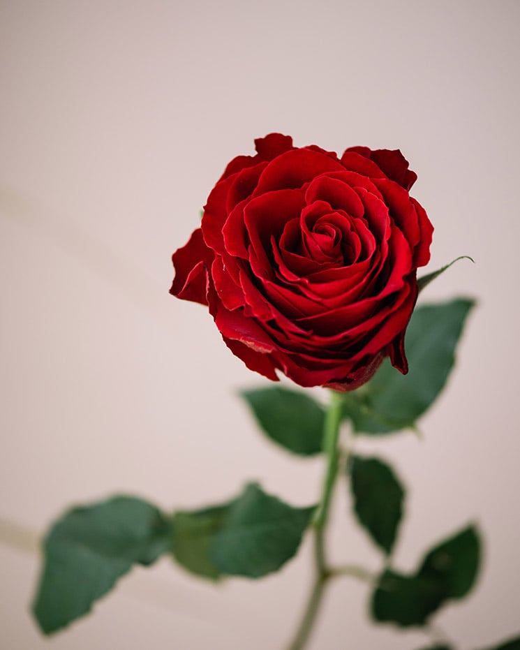 Röd ros, solitär. Du kan själv välj hur många röda rosor du vill beställa hos Interflora.