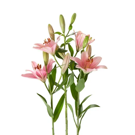 Snittblommor styckvis Lilja, rosa, Interflora