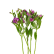Alstroemeria - snittblommor - Interflora