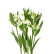 Alstroemeria vit - snittblommor - Interflora